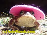 /home//u458753944/public_html/sourcegallery////////Roxborough Toad Detour/2022/2022-04-14 and 04-13/P4141001.JPG